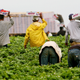 Image for article titled What Happens to California's Farmworkers as the State Burns?